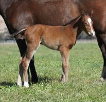 First Foals for Star Witness